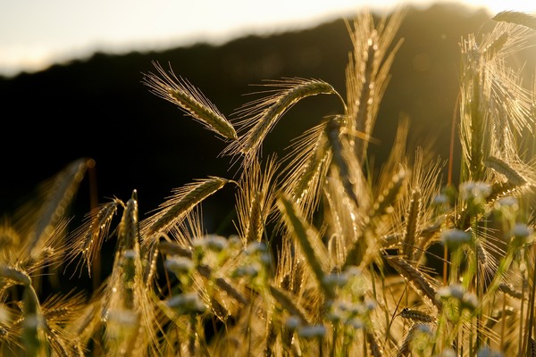 źdźbła żyta na polu w promieniach słońca