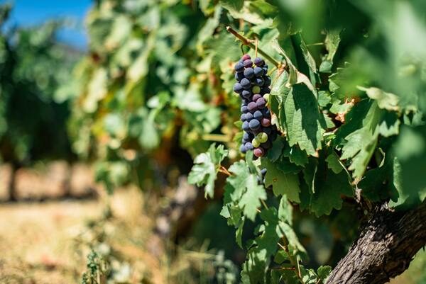 dolina douro uprawa winorośli winnice