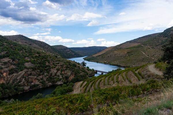 dolina douro wino chroniona nazwa