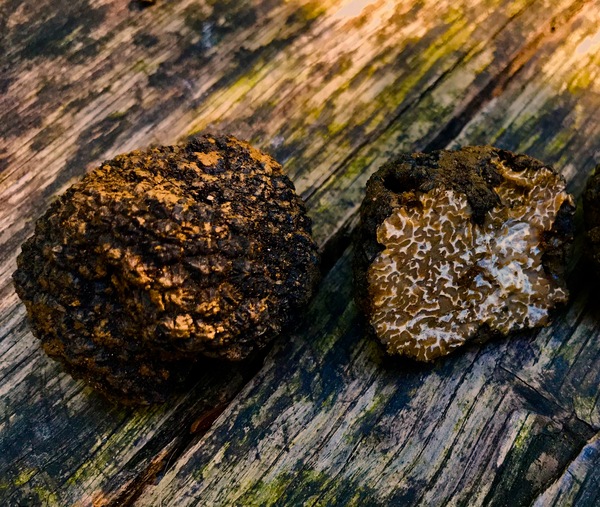 co to są trufle rodzaje trufli