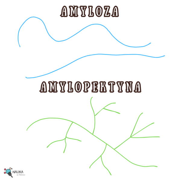 skrobia rodzaje amyloza amylopektyna różnice w budowie skrobi
